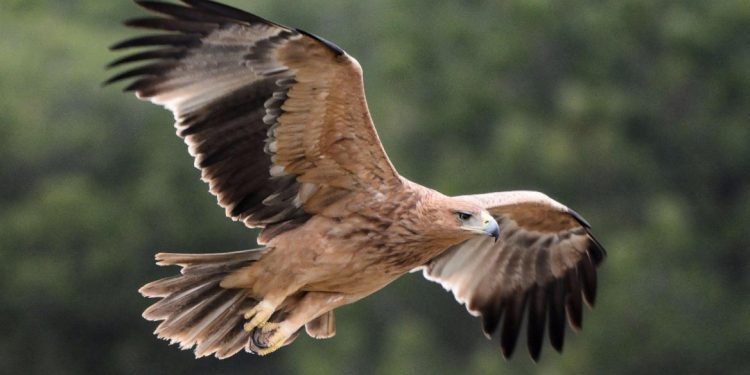 EL ÁGUILA IMPERIAL SUPERA LAS 400 PAREJAS REPRODUCTORAS EN LA PENÍNSULA, CASTILLA LA MANCHA ES LA REGIÓN CON MAYOR NÚMERO DE PAREJAS