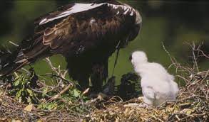 EL ÁGUILA IMPERIAL SUPERA LAS 400 PAREJAS REPRODUCTORAS EN LA PENÍNSULA, CASTILLA LA MANCHA ES LA REGIÓN CON MAYOR NÚMERO DE PAREJAS