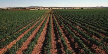 Castilla-La Mancha contará con una ley de Agricultura Familiar