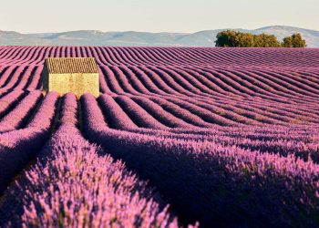 El 68% de las ayudas agroambientales para plantas aromáticas de la Junta las recibe la provincia de Guadalajara