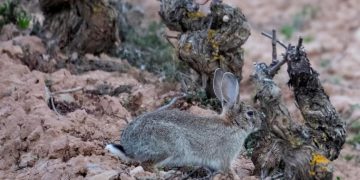 CLM, Planes de Empleo para frenar la sobreexplotación conejos