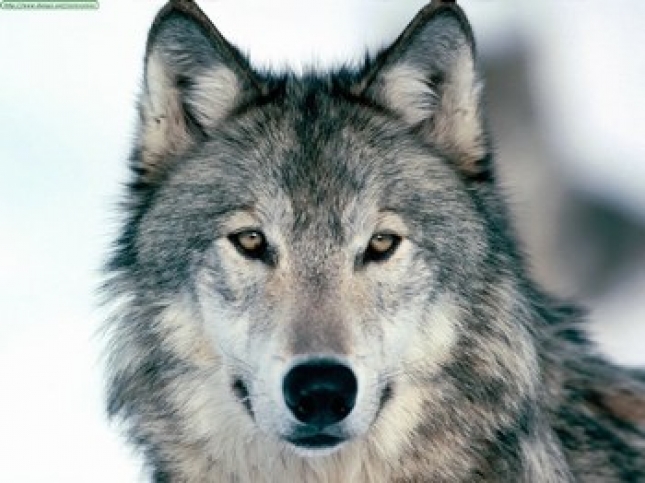 CLM, convoca ayudas para el mantenimiento de perros mastines en zonas con presencia de lobo ibérico