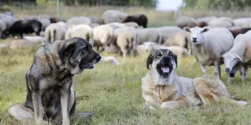 CLM, convoca ayudas para el mantenimiento de perros mastines en zonas con presencia de lobo ibérico