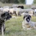 CLM, convoca ayudas para el mantenimiento de perros mastines en zonas con presencia de lobo ibérico