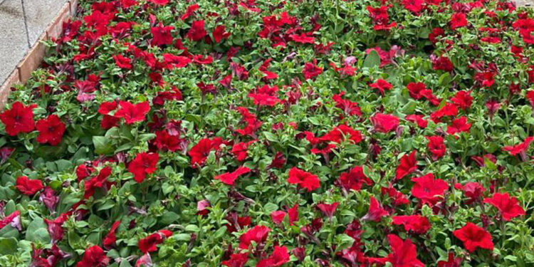 Azuqueca de Henares se prepara para la primavera con la plantación de 11.000 flores