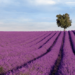 Brihuega exporta su modelo de turismo basado en los campos de lavanda a otros municipios españoles