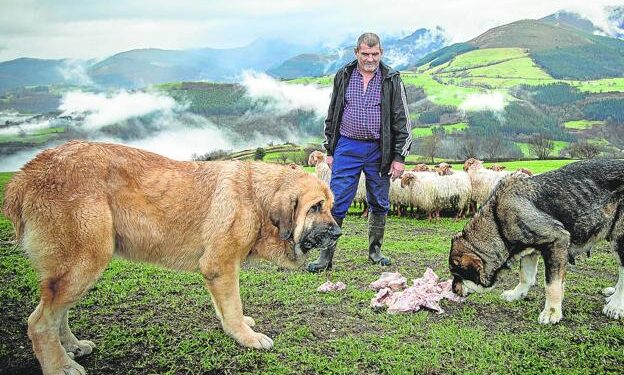 El Gobierno de CLM concede ayudas para prevenir ataques de lobo al ganado en Guadalajara