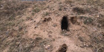 Desatención a los agricultores: Carreteras del Estado incumple control de conejos en Castilla-La Mancha