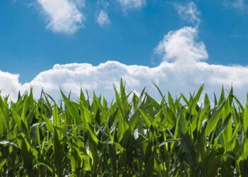 Ingenieros agrónomos y técnicos agrícolas de Castilla-La Mancha solicitan participar en la mesa de la sequía