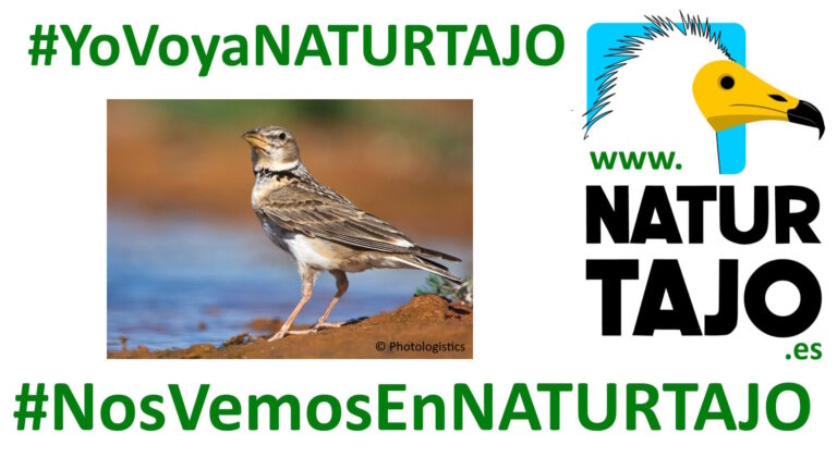 Si quieres conocer más sobre los expositores y obtener información detallada, puedes visitar NaturTajoExpositores.
