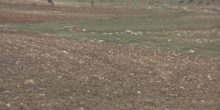 Orden de Vedas en Castilla-La Mancha