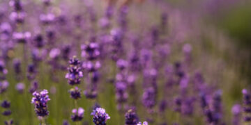Crisis en el sector de la lavanda: productores luchan por su viabilidad económica
