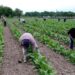 La Reforma Laboral Impacta en Contratación Agrícola: Auge de Contratos Indefinidos y Cambios en el Mercado Laboral