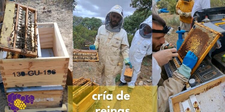 cria de reinas asoc apicultores de Guadalajara