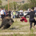 Fiestas de Yunquera de Henares 2023: Exitosa Jornada Taurina con Subida de Toros y Emocionante Encierro