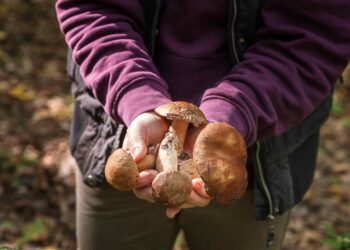Las VII Jornadas de Micogastronomía y XIX Jornadas Micológicas de Sigüenza: Un Festín para los Sentidos en Pleno Otoño