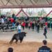 Encuentro Taurino en La Cubierta de Marchamalo: Diversión para Todos los Aficionados