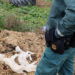 Agentes del Seprona hallan cadáveres de ganado ovino, caprino y porcino abandonados en Uceda