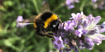 Proyectos Agrícolas Sostenibles en Castilla-La Mancha: Bienestar de las Abejas y Desarrollo de Plantas Aromáticas