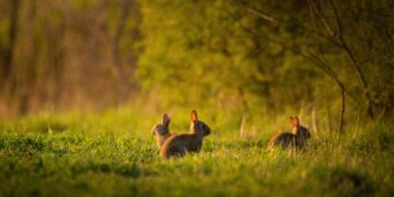 Declarada Emergencia Cinegética Temporal por Daños de Conejos en Castilla-La Mancha