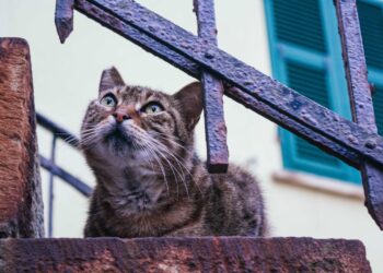 Horche Promueve la Esterilización Responsable de Gatos Callejeros