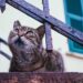 Horche Promueve la Esterilización Responsable de Gatos Callejeros