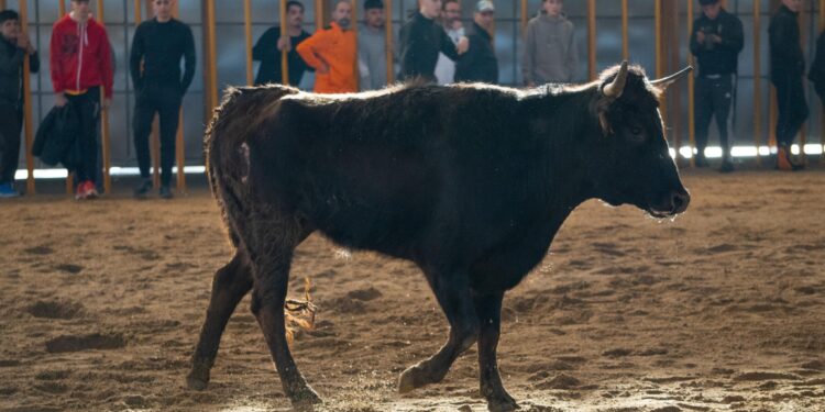 'Toros en Carnaval' Atrae a Multitudes en La Cubierta del Parque de Ferias de Marchamalo