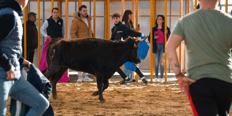 'Toros en Carnaval' Atrae a Multitudes en La Cubierta del Parque de Ferias de Marchamalo