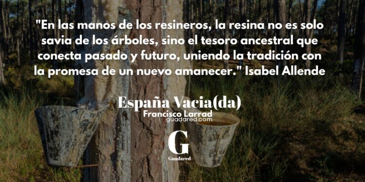 Pinares resineros en la Comarca de Molina de Aragon