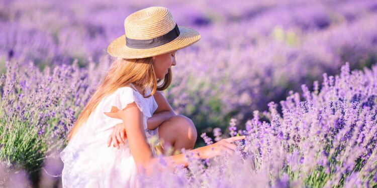 ¡Festival de la Lavanda 2024 en Brihuega! Conciertos de Maldita Nerea y Rozalén