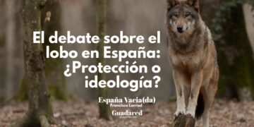 el debate del lobo en España