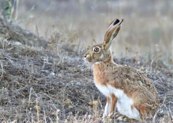 Castilla-La Mancha Publica Nueva Orden de Vedas para Temporada Cinegética 2024-2025: Principales Novedades y Fechas Clave