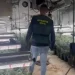 Desarticulada red de cultivo de cannabis en Guadalajara, Toledo y Madrid: 55 detenidos y grandes incautaciones
