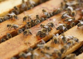 El Gobierno de Castilla-La Mancha convoca las ayudas para la mejora de las condiciones de producción y comercialización de la miel