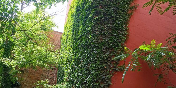 Guadalajara: Obligación de Mantener Solares Urbanos Limpios y Seguros – Ayuntamiento Advierte Sanciones