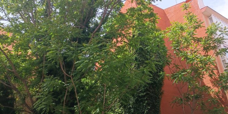 Guadalajara: Obligación de Mantener Solares Urbanos Limpios y Seguros – Ayuntamiento Advierte Sanciones