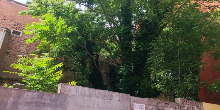 Guadalajara: Obligación de Mantener Solares Urbanos Limpios y Seguros – Ayuntamiento Advierte Sanciones