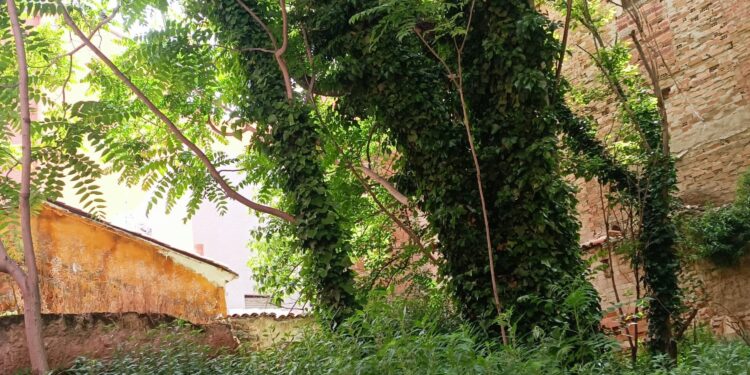 Guadalajara: Obligación de Mantener Solares Urbanos Limpios y Seguros – Ayuntamiento Advierte Sanciones