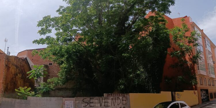 Guadalajara: Obligación de Mantener Solares Urbanos Limpios y Seguros – Ayuntamiento Advierte Sanciones