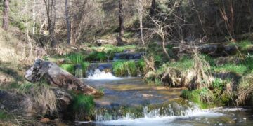 Descubre la Ruta Interpretada 'La Vida de la Resinera' en el Parque Natural del Alto Tajo