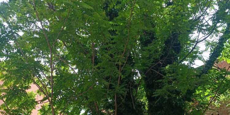 Guadalajara: Obligación de Mantener Solares Urbanos Limpios y Seguros – Ayuntamiento Advierte Sanciones