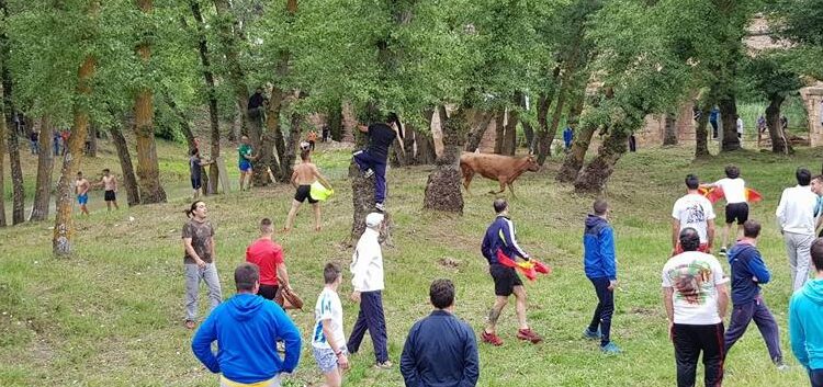 'Vacas al Henares 2024': Tradición Taurina y Diversión Familiar en Espinosa de Henares