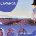 Descubre el Encanto de los Campos de Lavanda con el Tren de la Lavanda