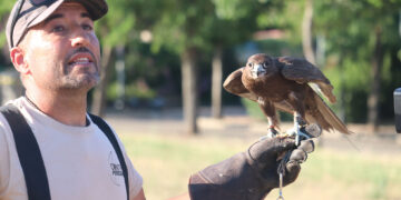 Control de Palomas en Cabanillas del Campo: Nuevos Vuelos de Rapaces y Jaulas Trampa