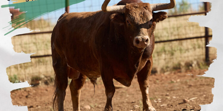 Encierro por las Calles en Yunquera de Henares: “Afanoso” de El Cortijillo, Protagonista en Fiestas de San Pedro 2024