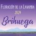 Descubre la Floración de la Lavanda 2024 en Brihuega: Actividades, Consejos y Más