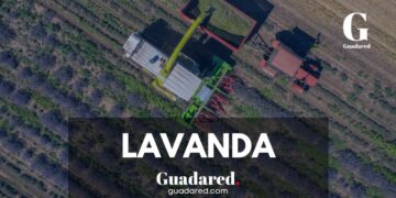 La Asociación Paisajes de Lavanda Denuncia Falta de Ayudas en un Momento Crítico para el Sector Agrícola