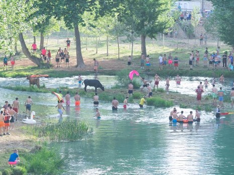 Vacas por el Tajo en Trillo 2024: 9.000 Personas Disfrutan sin Incidentes Graves