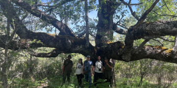 'Bosques Sinérgicos': Proyecto de Bioeconomía en Castilla-La Mancha y Extremadura para Impulsar la Agricultura Sostenible y la Conservación de la Biodiversidad