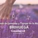 Descubre la Magia de Brihuega: Lavanda, Historia y Belleza en el Corazón de la Alcarria